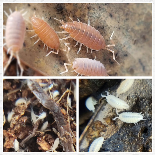 A collage of Sand Boa/Rosy Boa Clean-Up Crew Pack isopods by I Heart Bugs: five pale adults (top), tiny white nymphs on soil (bottom left), and small pillbugs on earthy substrate (bottom right)—perfect for snakes or semi-arid clean-up.