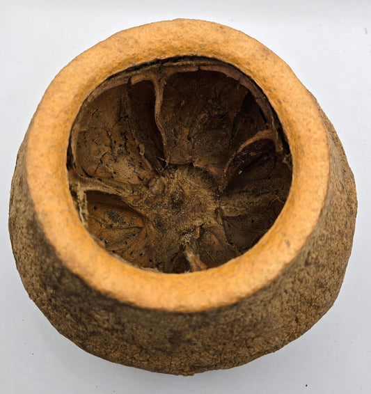 The I Heart Bugs Monkey Pot Pod (XL) Sapucaia Pod features a round, hollow, brown shell with an open top and star-shaped interior. Its textured exterior and earthy tones make it ideal as unique natural aquarium decor. 1 pod per pack.