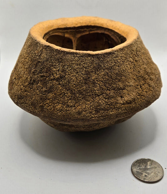 The I Heart Bugs Monkey Pot Pod (XL) Sapucaia Pod is a rough, round, hollow brown pod with a wide top opening—its bark-like texture makes it ideal as natural aquarium decor. Its size is about triple the diameter of a U.S. quarter.