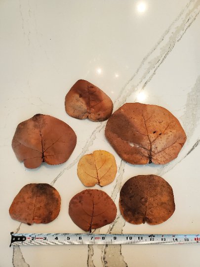 Seven dried, round, brownish-red Sea Grape leaves from I Heart Bugs’ Sea Grape Leaf Litter (One Gallon) are displayed on white marble; the largest leaf is about 8 inches wide—perfect for bioactive enclosures or isopod bins.