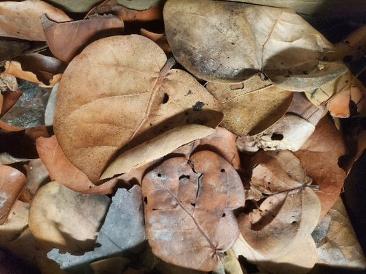 I Heart Bugs Sea Grape Leaf Litter (One Gallon) features a mix of dry, brown leaves in assorted sizes and shapes, great for isopod bins or bioactive enclosures thanks to their rough, crisp texture and natural signs of decay.