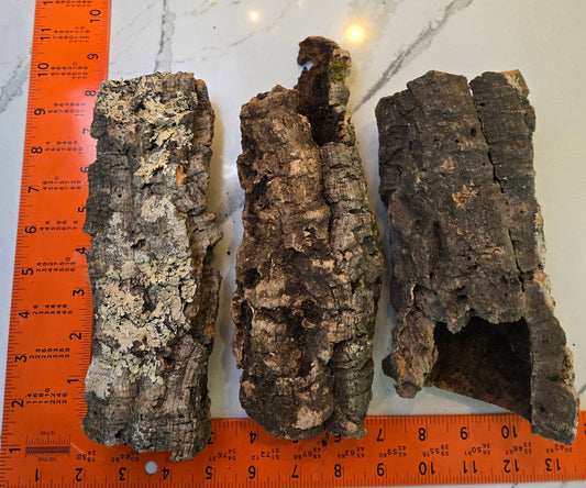 Three rough, cylindrical Small Cork Bark Rounds by IHEARTBUGS, INC. with varied textures and lichen rest on a white surface beside two orange rulers. Each virgin cork bark piece measures about 6–7 inches—ideal for bioactive enclosures.