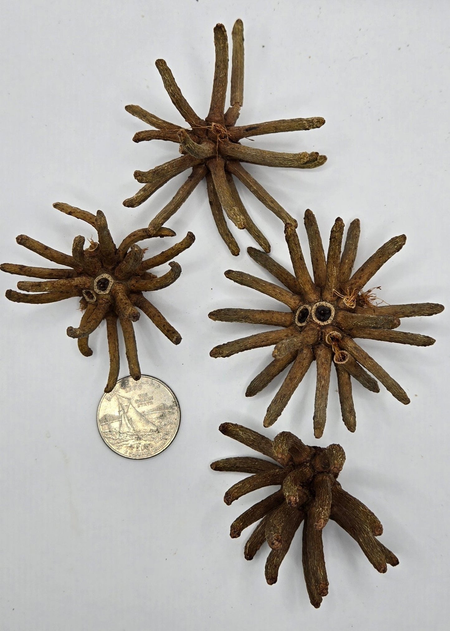 Spider Pod - 1 count - IHEARTBUGS, INC.