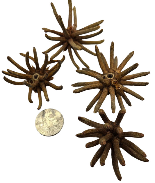 Four brown, star-shaped Spidergum Claw Pods by I Heart Bugs—with spiky woody arms—are shown on a white background next to a silver quarter for scale. These unique pods are popular natural aquarium botanicals.
