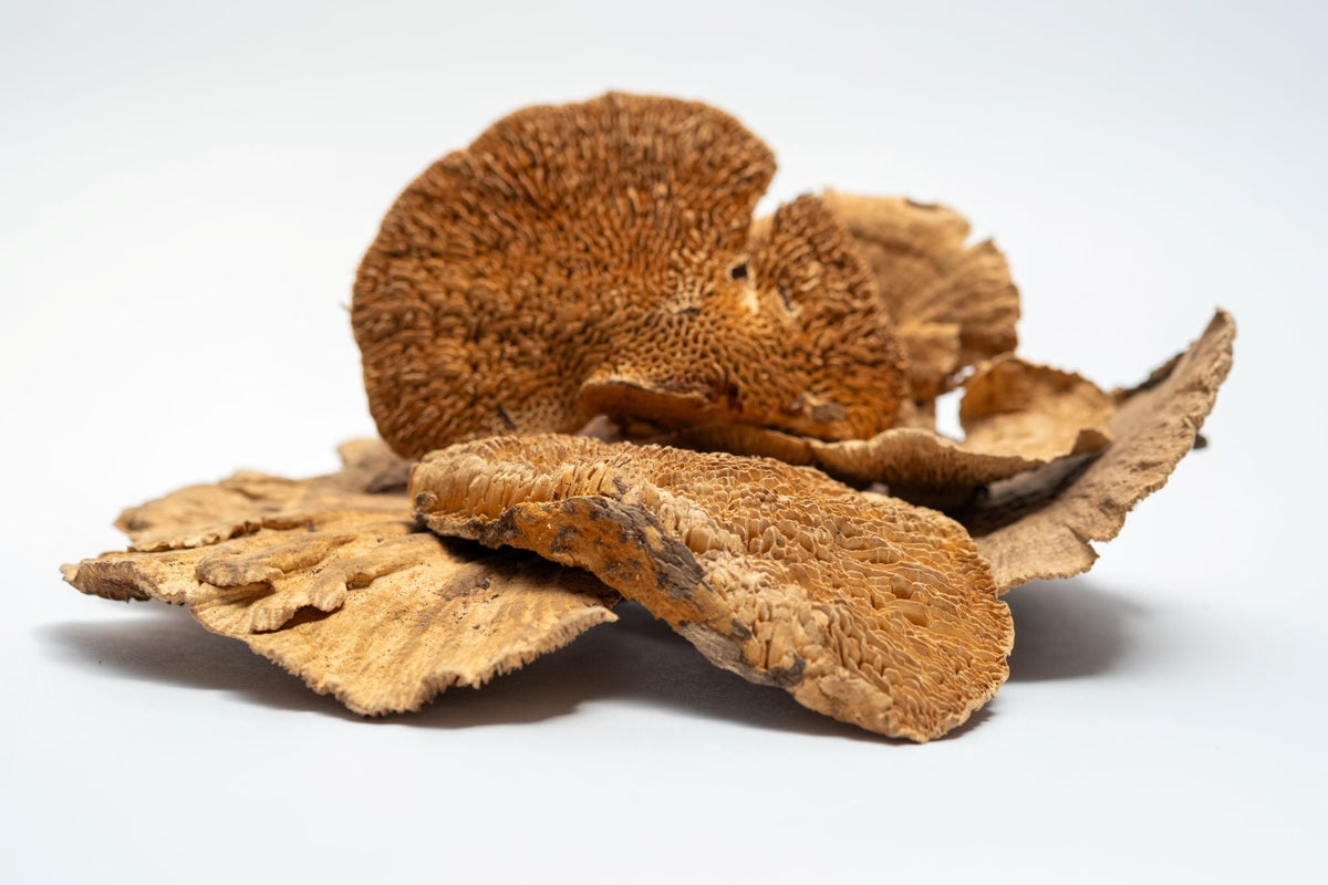 Sponge Mushroom Caps - IHEARTBUGS, INC.