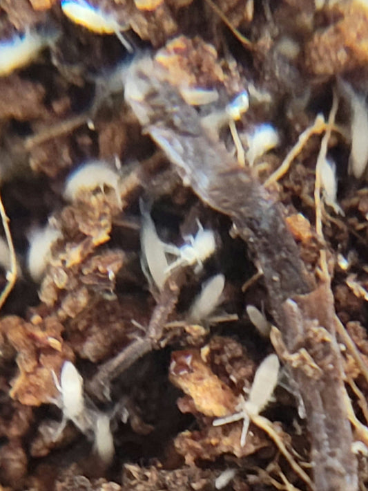 A close-up shows Pink Tropical Springtails (Coecobrya communis) from I Heart Bugs, tiny pale insects with long bodies and antennae, crawling on dark brown soil—perfect for a bioactive terrarium. The slight blur emphasizes their small size.