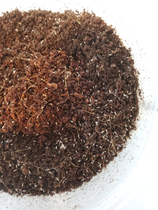 A close-up of I Heart Bugs’ Pink Tropical Springtails (Coecobrya communis) culture in a clear container, featuring moist soil with coconut coir and white specks—ideal for bioactive terrariums, planting, or keeping feeder insects.