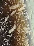 Close-up of Collembola Temperate White Springtails (Folsomia candida) from I Got Bugs clustered on a decomposing surface, with various life stages visible—ideal for bioactive tanks.