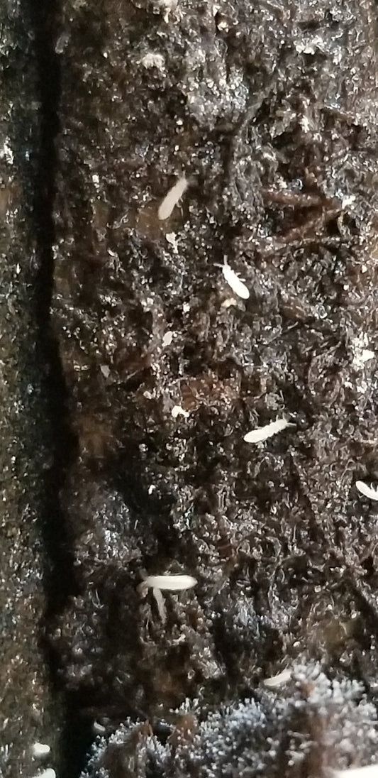 Close-up of rich, moist soil from I Got Bugs Collembola Temperate White Springtails (Folsomia candida) culture, featuring small white springtails on organic material and some fuzzy mold near the bottom edge.