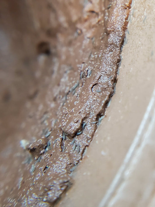 A macro photo shows Blue Springtails (Proistoma minuta) from I Heart Bugs moving across a textured brown surface inside a beige container, their tiny blue-gray bodies visible among the grooves and particles.
