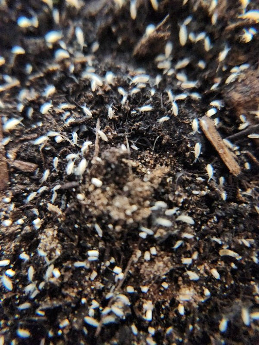 A close-up shows many tiny white Bylas Ant Springtails (Pseudosinella violenta) from I Heart Bugs, excellent for bioactives, scattered over dark soil with rich organic texture and their segmented bodies in sharp focus.