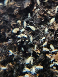A close-up of Bylas Ant Springtails (Pseudosinella violenta) by I Heart Bugs, small white insects on dark soil—excellent for bioactive setups or as feeders; slightly blurred focus highlights the textured environment.