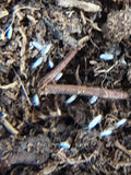 A close-up image shows I Heart Bugs Silver Springtails (Seira dowlingi), a semi-arid species, moving among twigs and debris in moist soil. The photo is slightly blurry, making these crucial bioactive cleaners appear as pale streaks.
