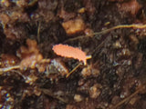 An Orange Springtail (Yuukianura aphoruroides) from I Heart Bugs crawls on dark, textured soil full of organic matter—an ideal substrate for springtail culture as the orange insect stands out against the brown earth.