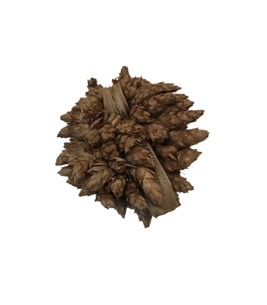 The I Heart Bugs Star Flower Pods - 10 Count is shown as tightly packed brown pods with visible natural texture and layered, pointed scales, photographed on a white background—perfect for bioactive terrariums or microfauna hides.
