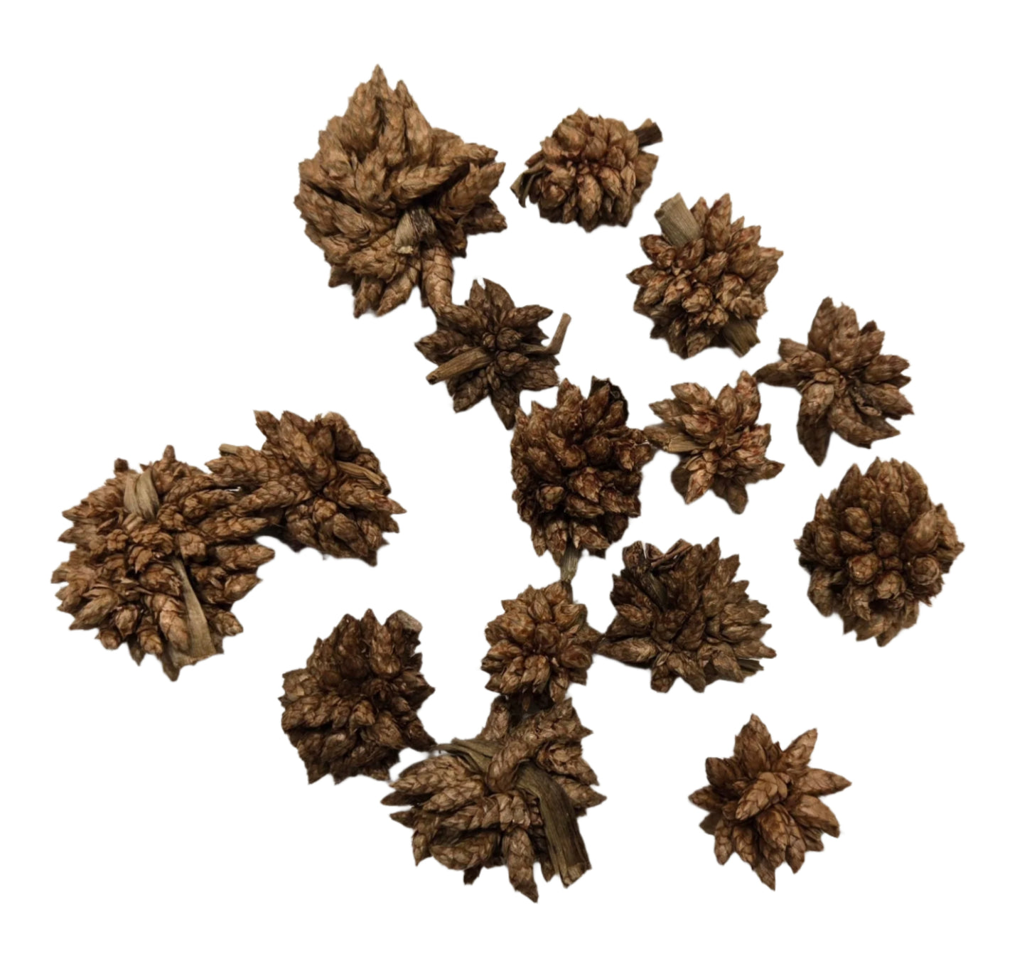 I Heart Bugs Star Flower Pods - 10 Count: Small, brown, textured pods with spiky scales in varied sizes, clustered on a white background—ideal as microfauna hides for bioactive terrariums.