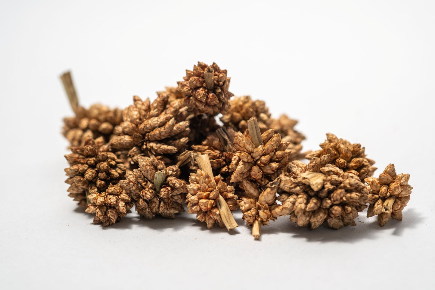 Star Flower Pods - 10 Count - IHEARTBUGS, INC.