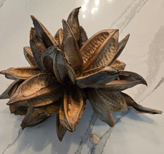 The Starry Pod 12-16 by I Heart Bugs features large, dried, brown segments radiating outward in a natural starburst. Its impressive size makes it ideal for botanical home decor or unique craft projects.