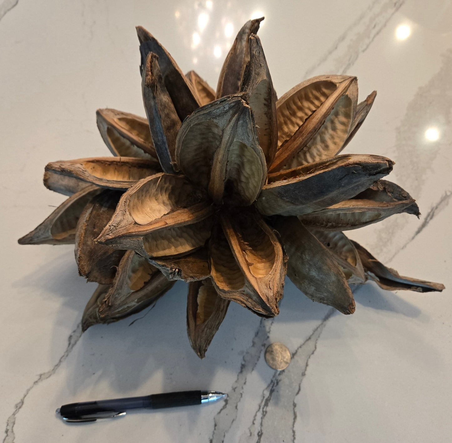 Starry Pod 12 - 16" - Unique Focal Point Bioactive Decor - IHEARTBUGS, INC.