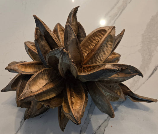 The Starry Pod 12-16 by I Heart Bugs features a large, brown dried pod with pointed sections radiating from the center for a spiky, spherical look—perfect for natural crafts or striking botanical home decor.