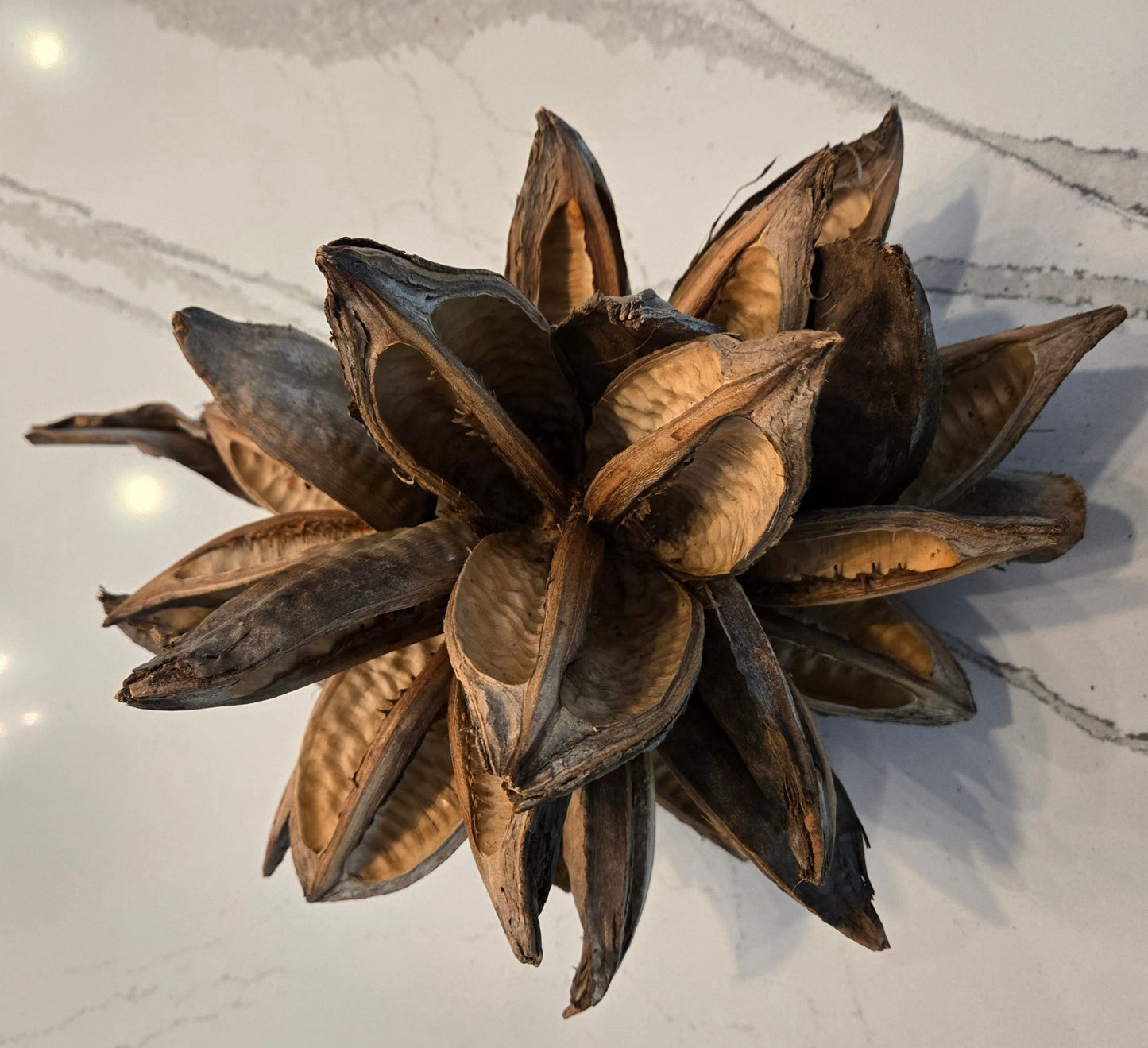 Starry Pod 12 - 16" - Unique Focal Point Bioactive Decor - IHEARTBUGS, INC.
