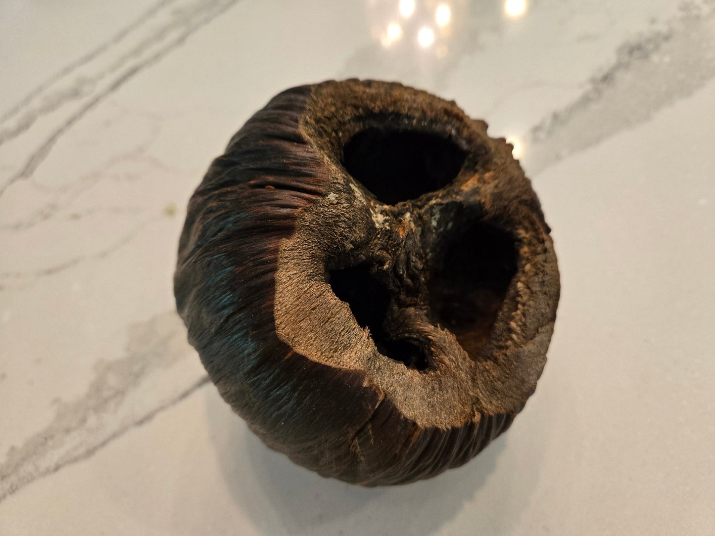 A close-up of a dark brown, dried Talami Pod by I Heart Bugs shows three large holes. The hollowed seed pod rests on smooth, light marble with gray veins and subtle reflections in the background.