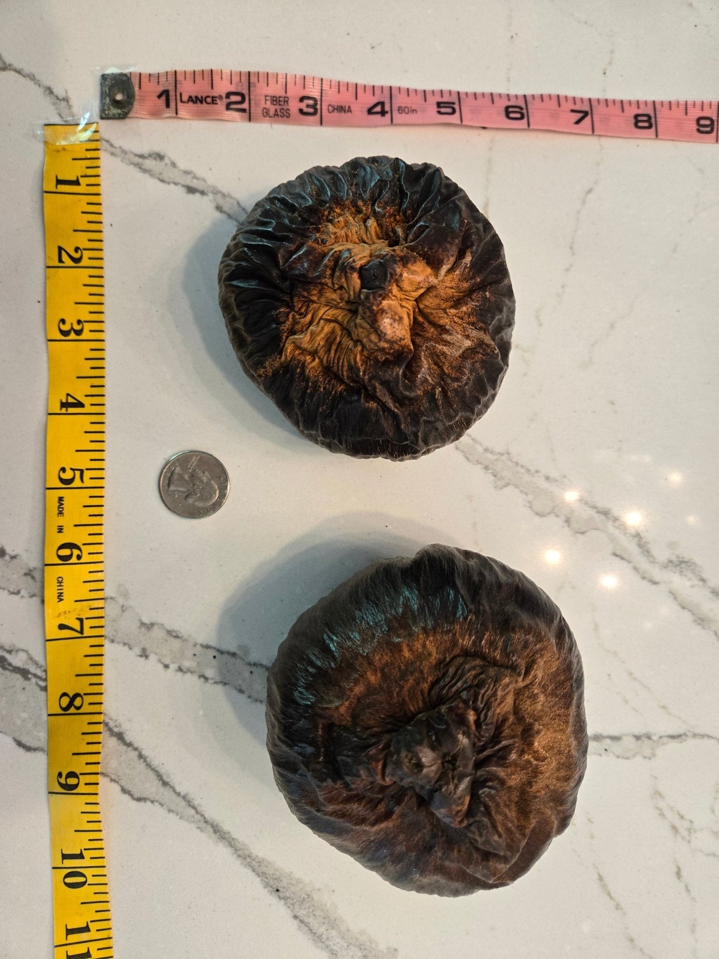 Two large, dark Talami Pods by I Heart Bugs rest on a white marble surface. A quarter coin and measuring tape show theyre about 4 inches wide. Their wrinkled, textured surfaces resemble unique seed pods and make them visually intriguing.