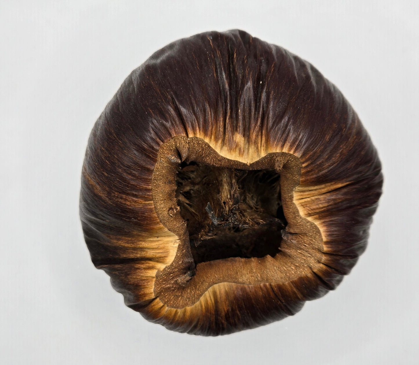 A top-down view of a Talami Pod by I Heart Bugs features a dried brown cap with dark and light streaks. Its center is hollowed out, revealing the dense, fibrous interior against a plain white background.