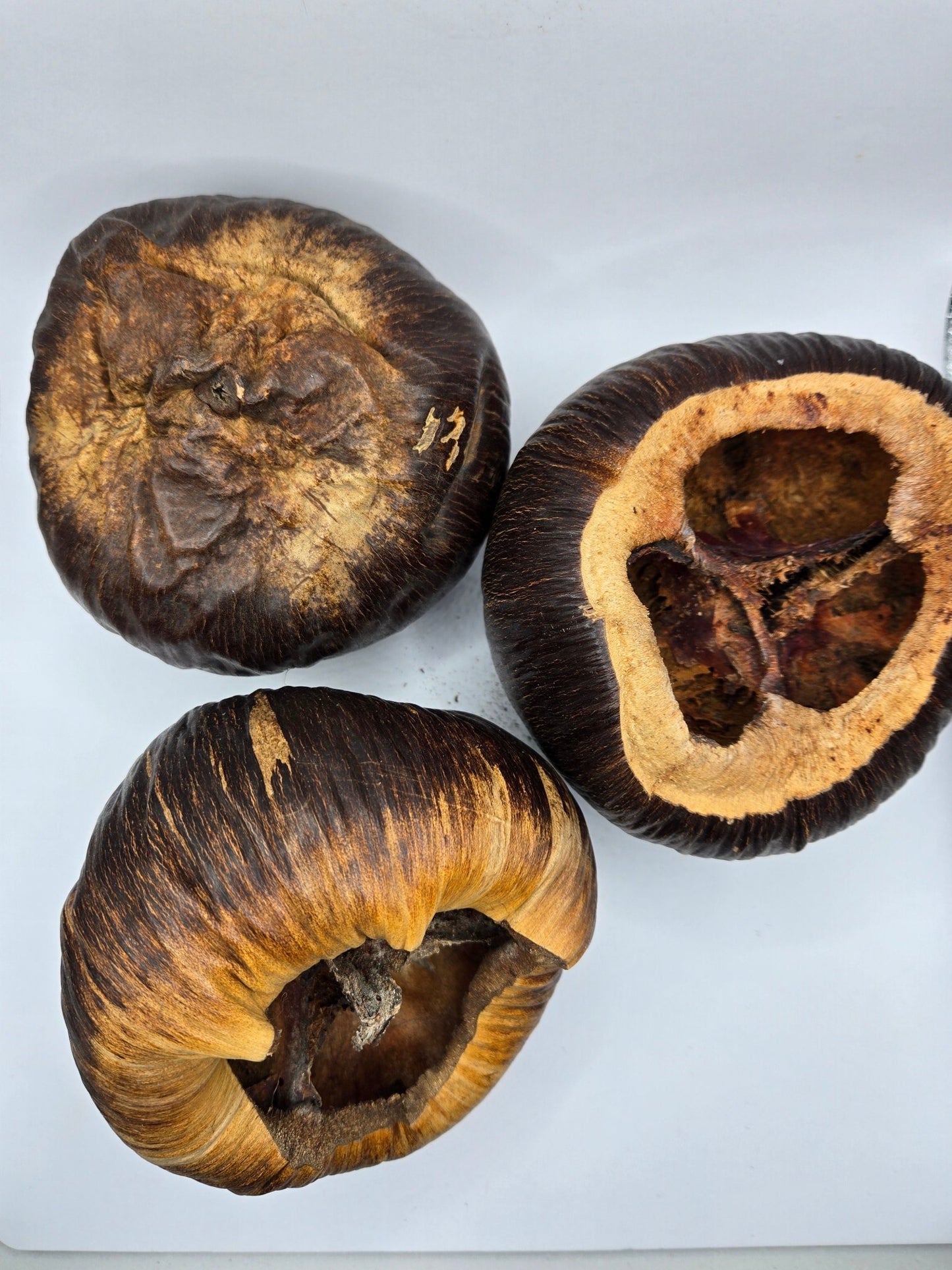 Three dried, dark brown Talami Pods by I Heart Bugs are displayed on a white background—two whole and one cut open, showing a hollow, fibrous interior with reddish-brown sections and aged textures.