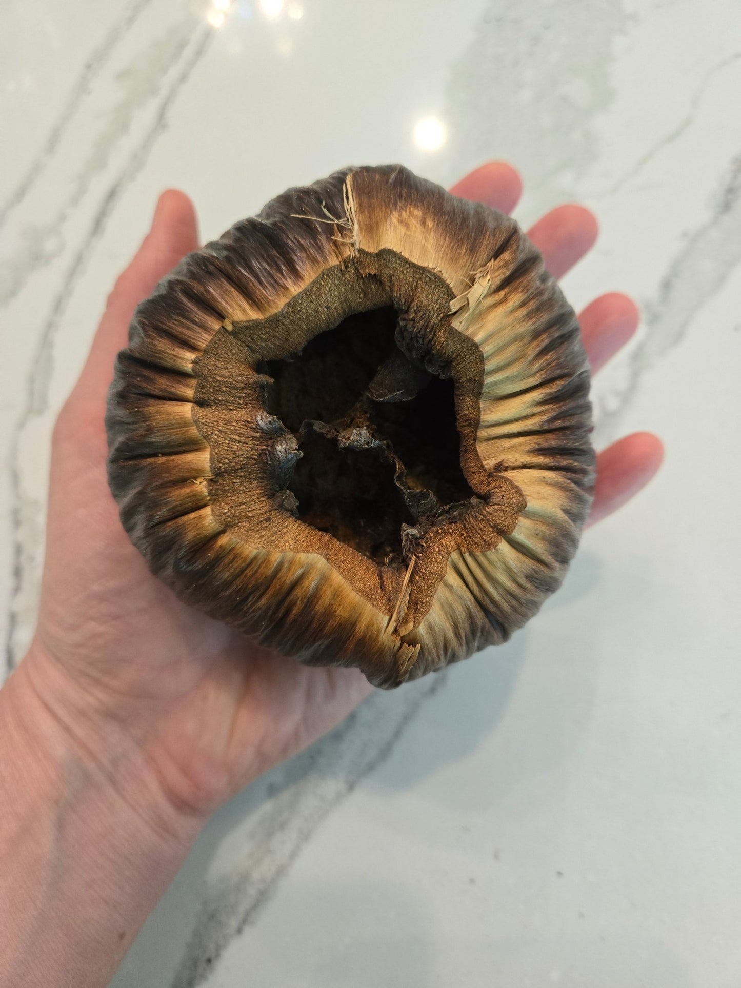 A hand holds an I Heart Bugs Talami Pod—a large, round, dark brown pod with a hollow center and wrinkled edges—against a light marbled background. Its dry, textured surface is reminiscent of a wild mushroom.