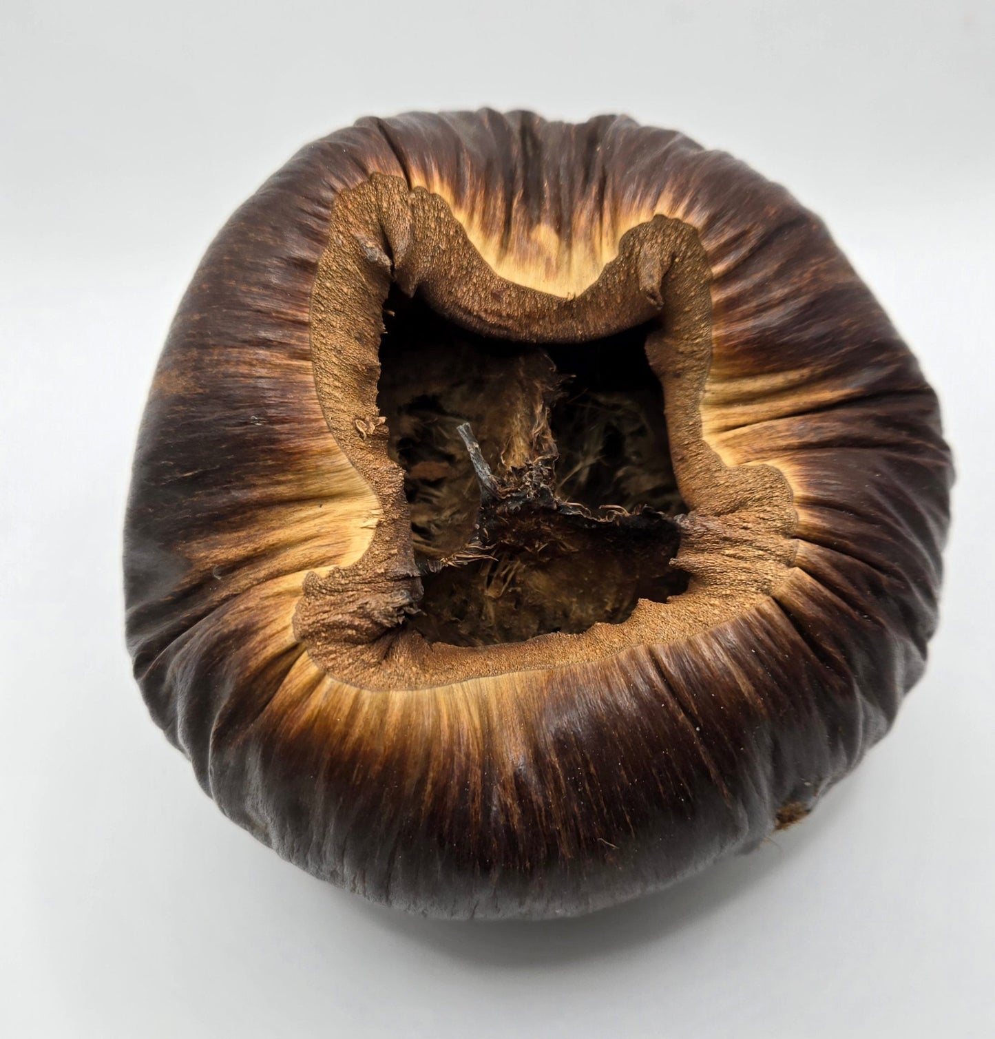 A close-up of a single Talami Pod by I Heart Bugs, dark brown and wrinkled with inward-curved edges, is shown from above. Its rough, uneven interior and seed pod-like appearance stand out against a plain white background.