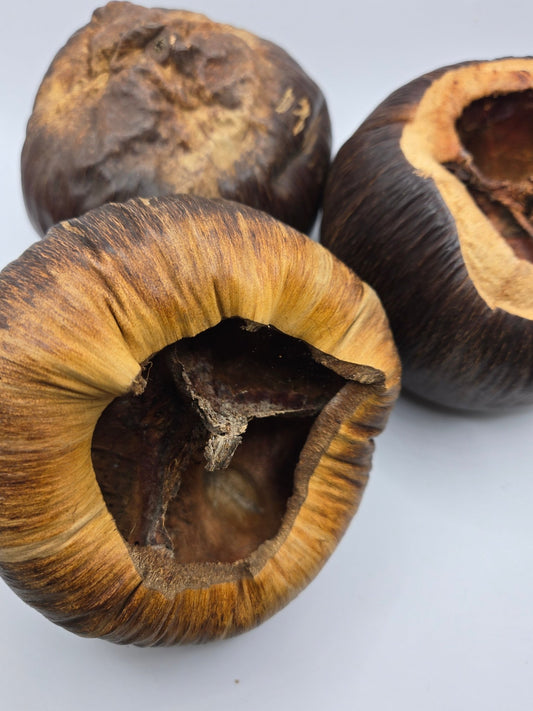 Three dried Talami Pods by I Heart Bugs, with rough, brown, woody shells and fibrous edges, lie on a plain white background. Their hollow interiors and textured surfaces showcase their natural, rustic look.