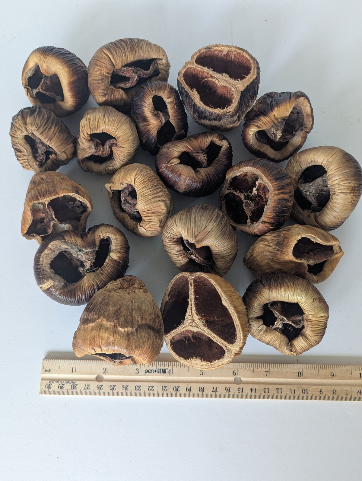 Talami Pods - IHEARTBUGS, INC.