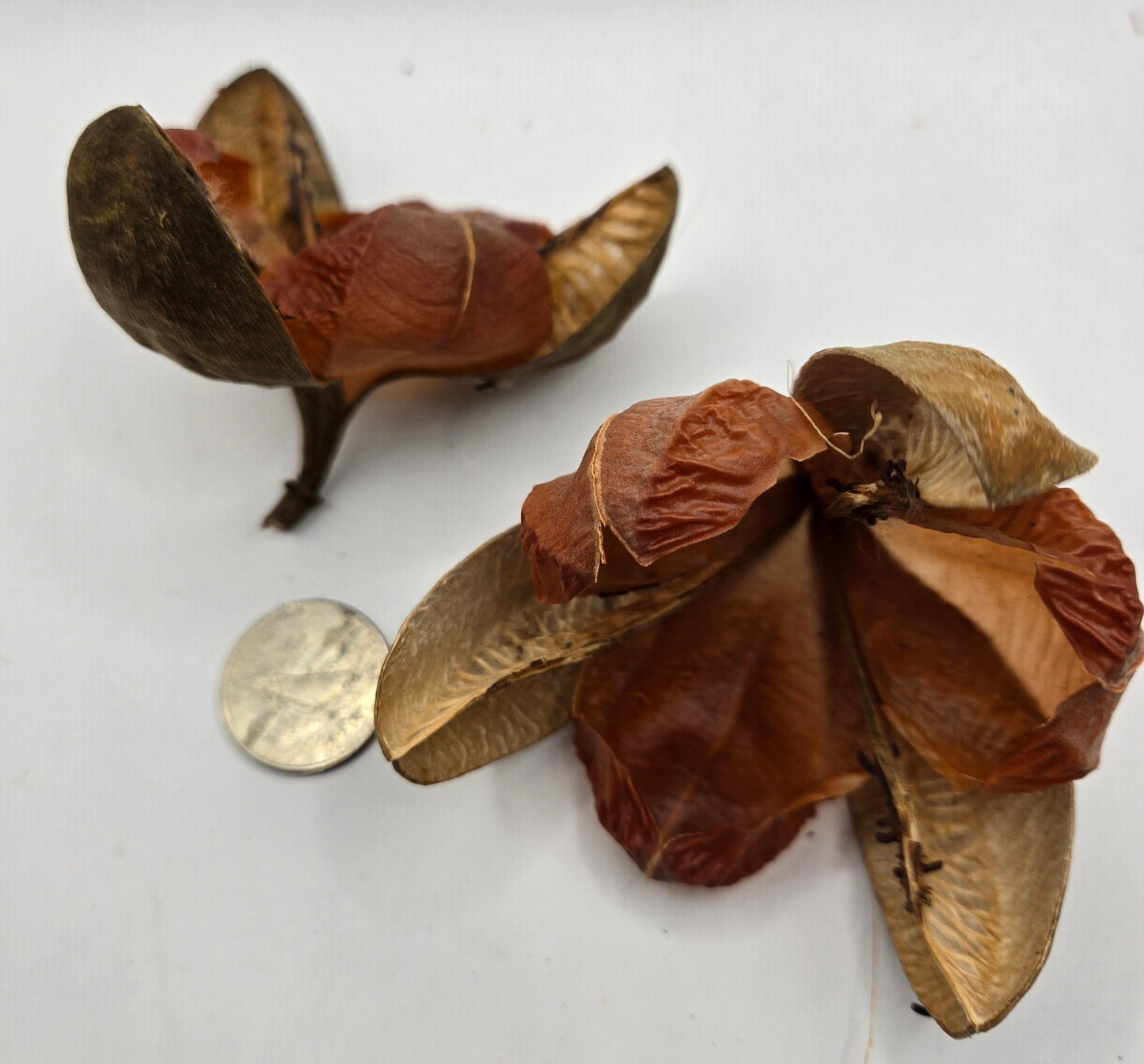 Two dry, brown Tefe Rose Pods by I Heart Bugs with wing-like extensions are displayed on a white background, shown next to a coin for scale—perfect for natural decor or terrarium botanical displays.