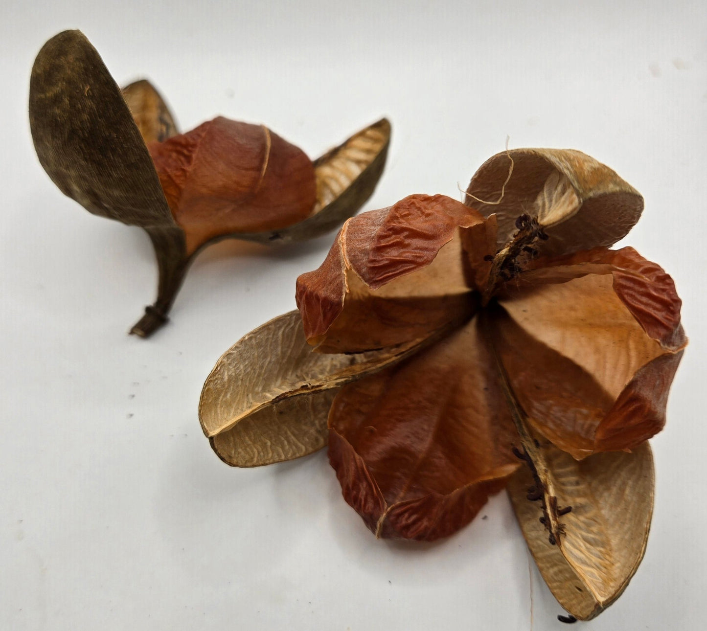 Two I Heart Bugs Tefe Rose Pods feature curled, papery shells with smooth, reddish interiors. Display these unique botanicals as natural decor or terrarium accents; each pod splits open to reveal textured sections and woody stems.