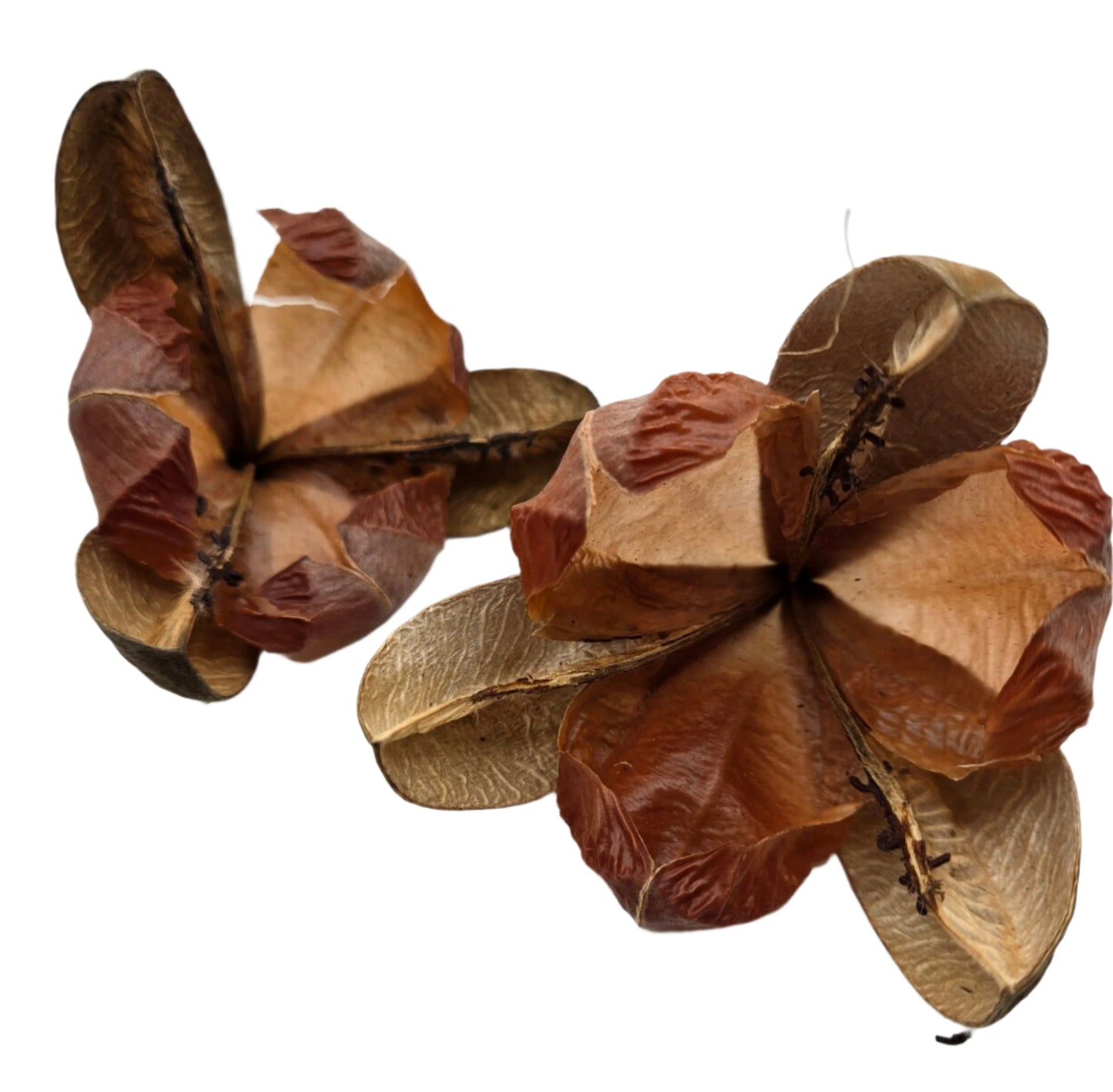 The I Heart Bugs Tefe Rose Pod features two brown, dried pods with papery, textured surfaces and curled edges. Overlapping segments create a flower-like look, ideal for terrarium decor or natural botanical accents.