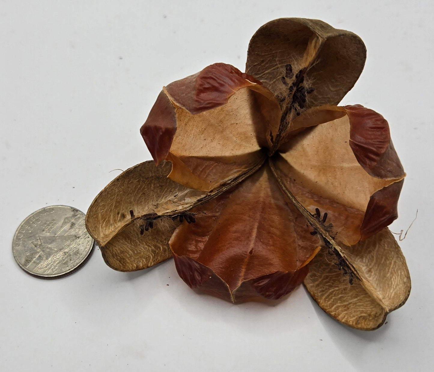 A dried, brown Tefe Rose Pod by I Heart Bugs sits beside a U.S. quarter for scale. With five open segments, papery texture, and visible seeds, it’s perfect for natural decor or terrarium botanical displays.