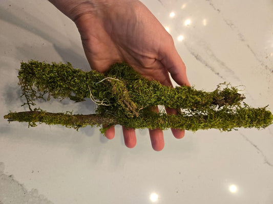 A hand displays two Thin Short Mossy Sticks by I Heart Bugs, each partly covered in green moss against a veined white background—ideal as unique terrarium decor or natural vivarium wood accents.