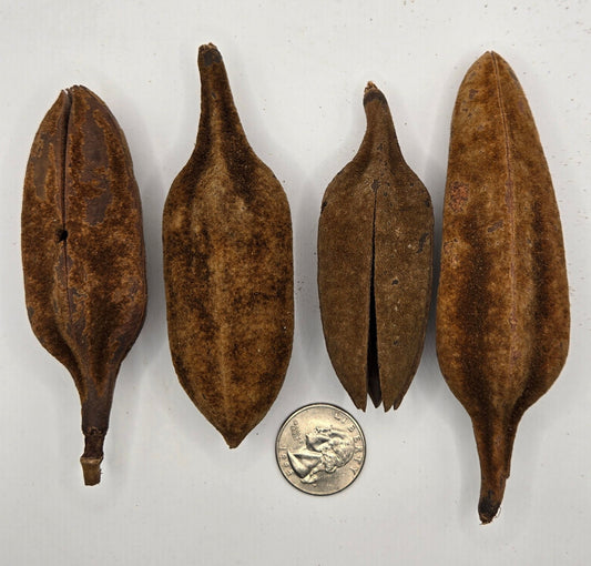 Four brown, fuzzy Thuja Pods from I Heart Bugs are aligned vertically on a white background with a U.S. quarter for scale. Ideal for nano tanks or isopods, one pod is slightly split open; sizes and shapes vary.
