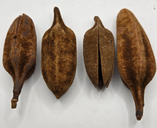 Four brown Thuja Pods by I Heart Bugs are arranged side by side on a white background. All are mostly closed, except the third from the left, which is partially open to show its seam. Their surfaces appear slightly textured and matte.