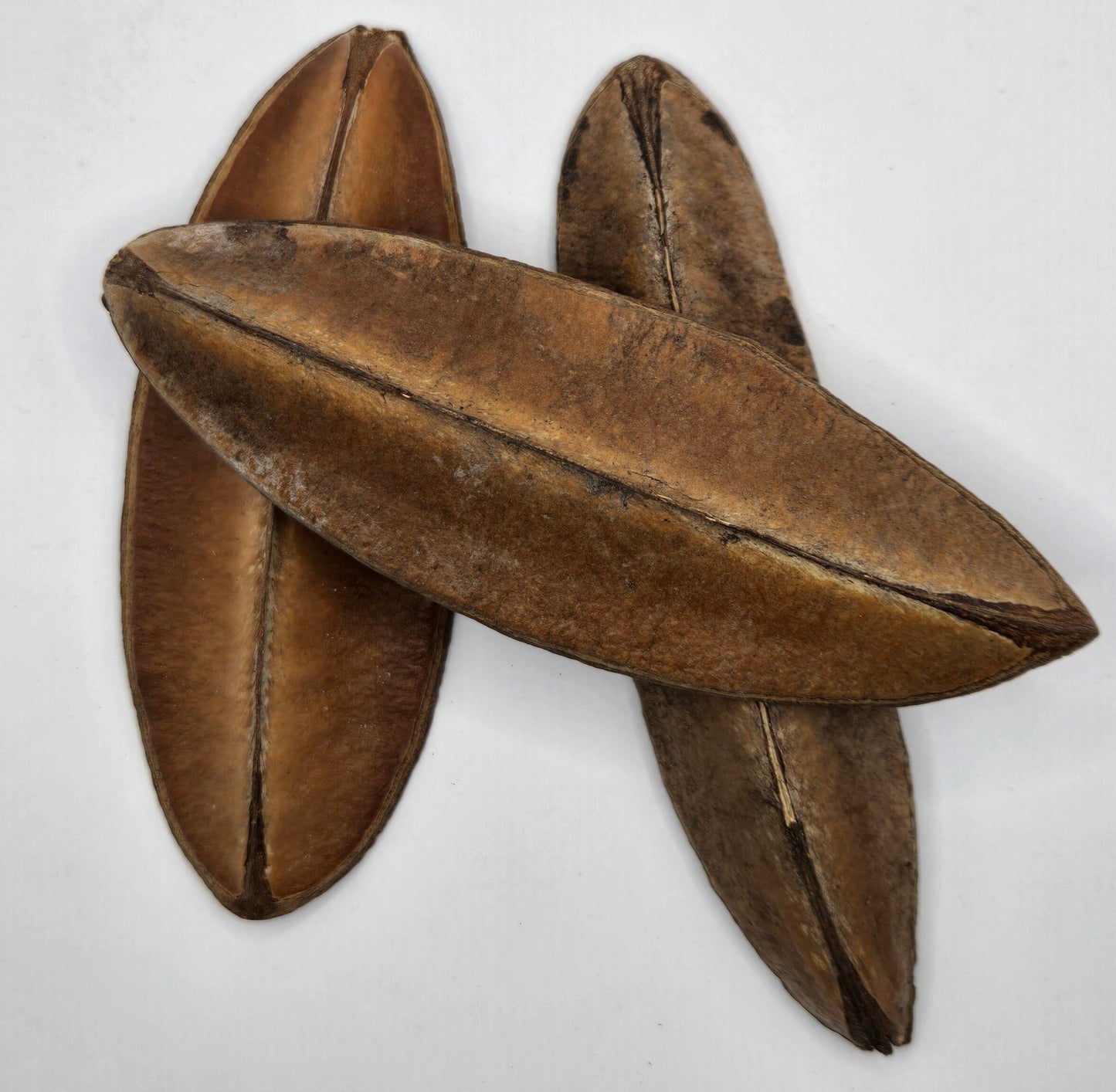 Two dried, elongated brown Triangle Seed Pods by I Heart Bugs rest overlapped in an X shape on a white surface. With a leathery, rough texture and varied tones, this single pod makes distinctive decor for your aquarium.