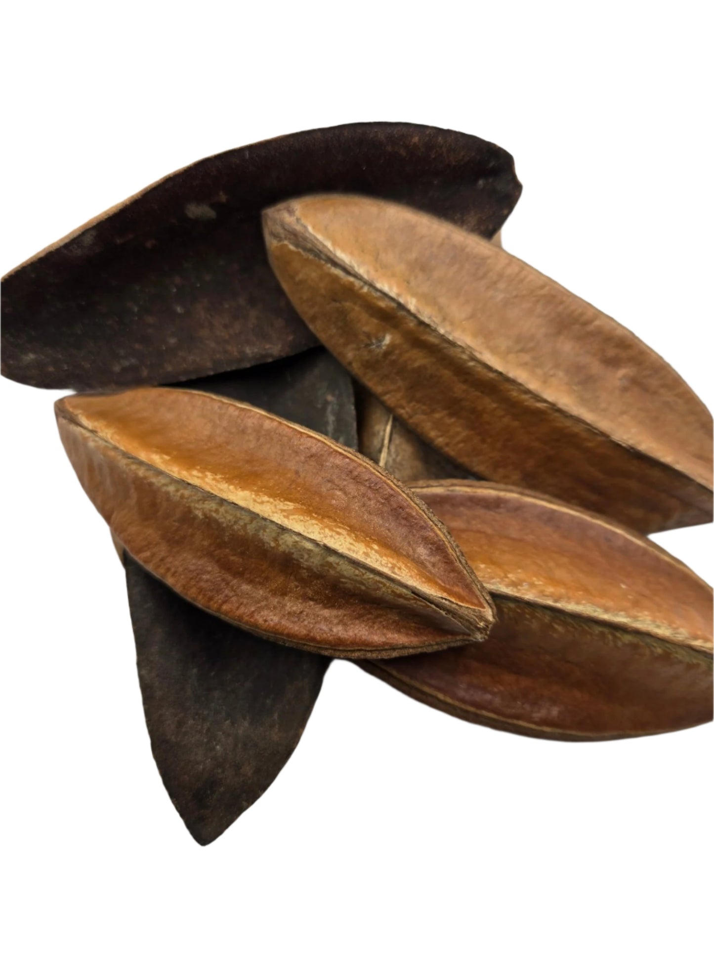 A close-up of the Triangle Seed Pod by I Heart Bugs shows a single dried, brown, triangular pod with pointed ends on a white background—its rough, leathery texture makes it ideal for unique aquarium decor.