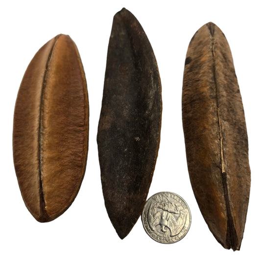 Three elongated, brown triangle seed pods from I Heart Bugs are shown vertically in varying shades. A Mexican peso coin below for scale highlights the Triangle Seed Pods (1 Count) as several times larger than the coin.