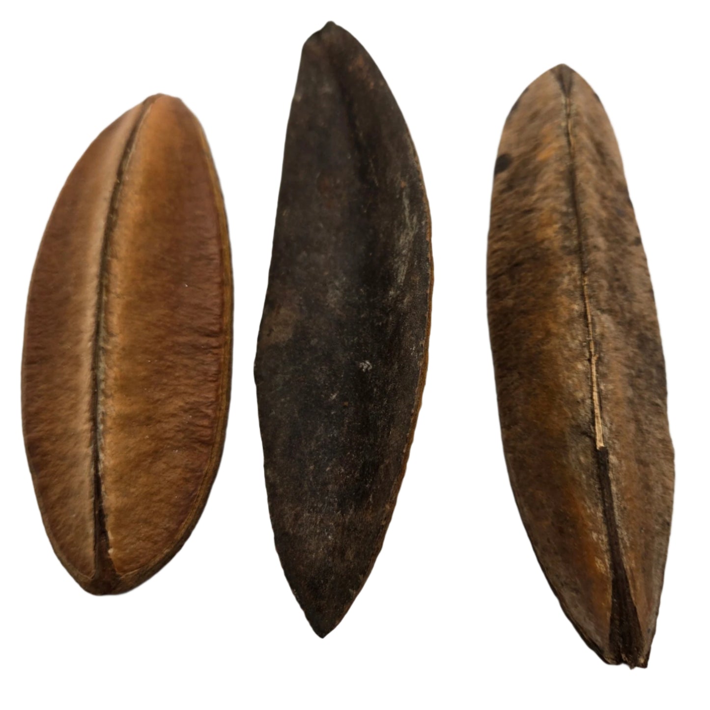 The I Heart Bugs Triangle Seed Pod (1 Count) is shown vertically on a white background. Each pod, ideal for aquarium decor, features a central seam, rough texture, and ranges in color from light to dark brown.