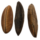The I Heart Bugs Triangle Seed Pod (1 Count) is shown vertically on a white background. Each pod, ideal for aquarium decor, features a central seam, rough texture, and ranges in color from light to dark brown.