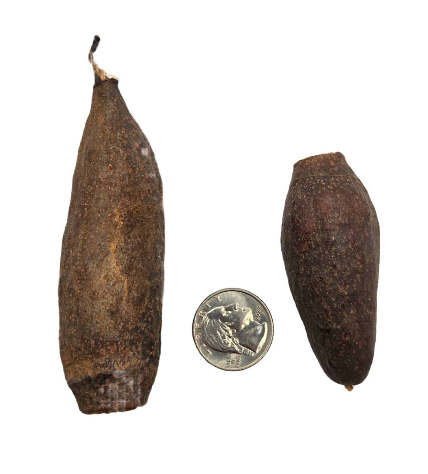 Two brown, rough-textured Trumpet Seed Pods from I Heart Bugs, shown in two sizes next to a U.S. dime for scale, make unique additions to bioactive terrariums or aquariums. They are displayed on a plain white background.