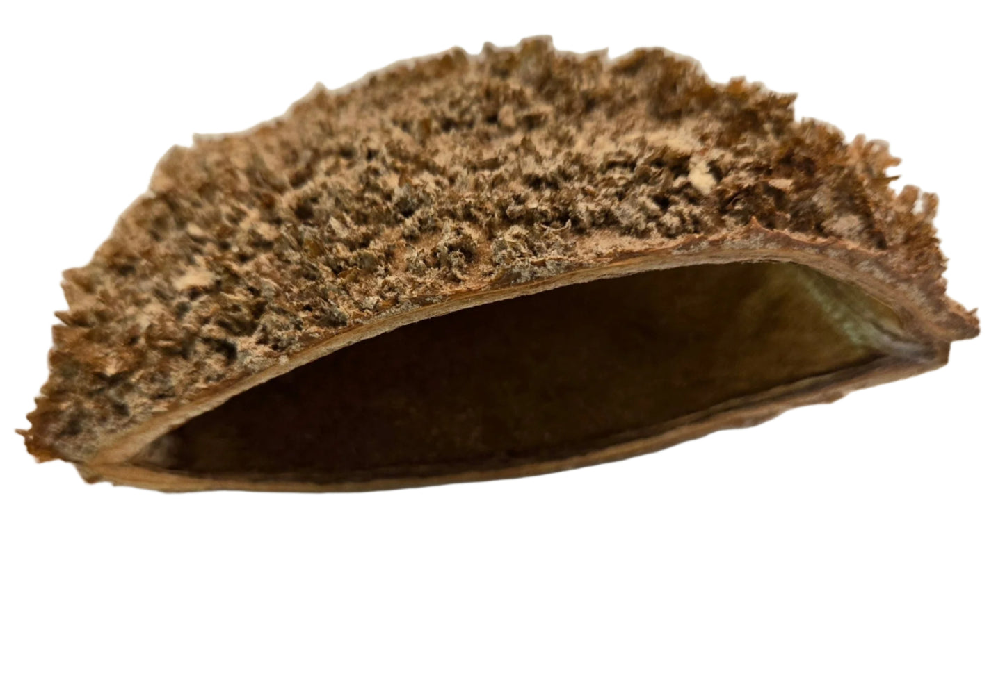 A close-up of the I Heart Bugs Urchin Pod/Bolsa Pastor Seed Pod, featuring a brown, textured exterior and smooth, curved interior. This natural pod is isolated on a white background and makes unique aquarium decor.
