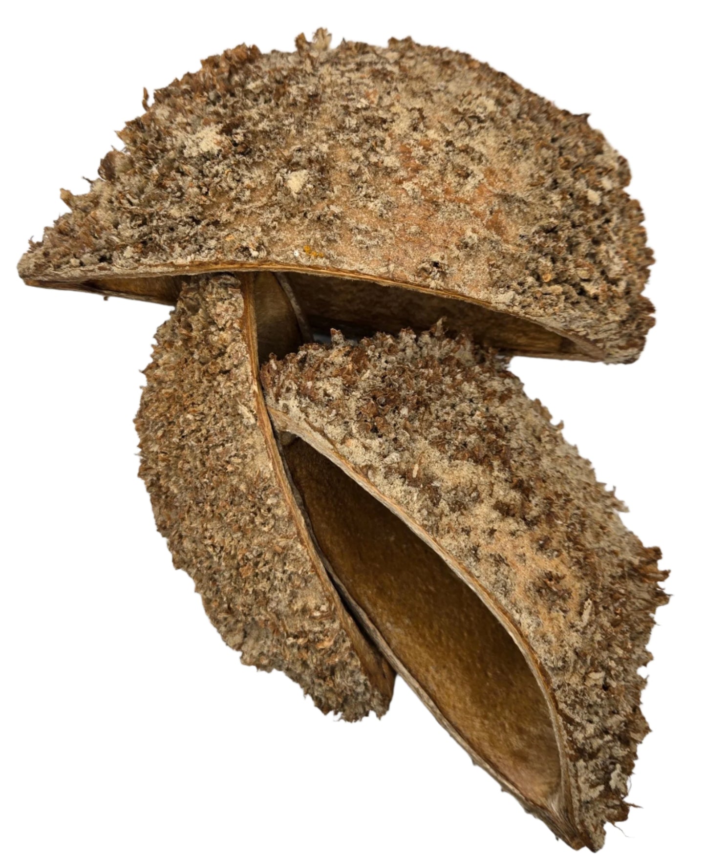 A close-up of the Urchin Pod/Bolsa Pastor Seed Pod by I Heart Bugs, split open to reveal its thick, textured shell and spiky fibers. This natural, earthy seed pod is ideal for adding unique character to aquarium decor.