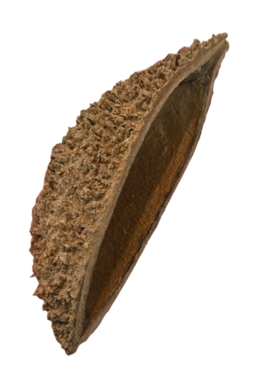 A close-up of the I Heart Bugs Urchin Pod/Bolsa Pastor Seed Pod shows its brown, curved shape with a rough exterior and smooth interior, isolated on white—perfect as unique aquarium decor or to enhance any display.