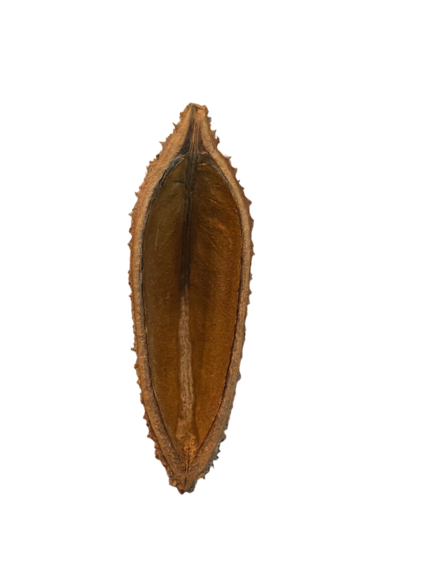 The I Heart Bugs Urchin Pod/Bolsa Pastor Seed Pod features a dried, brown shell with spiky edges and a smooth, golden-brown interior—ideal as unique aquarium decor or for displaying natural seed pods. Stands upright against a white background.